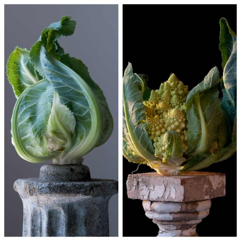 kunsfotos blomkool op pedestal