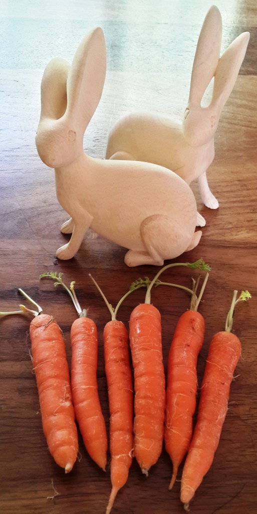 Haas en worteltjies. Ek het die haasbeeltjies (uit boomwortel gekerf) in Prins Albert gekoop. 