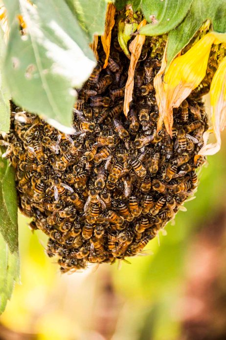 Bees luster around sunflower Rs
